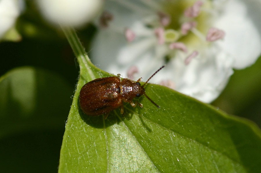 Chrysomelidae:  Lochmaea crataegi
